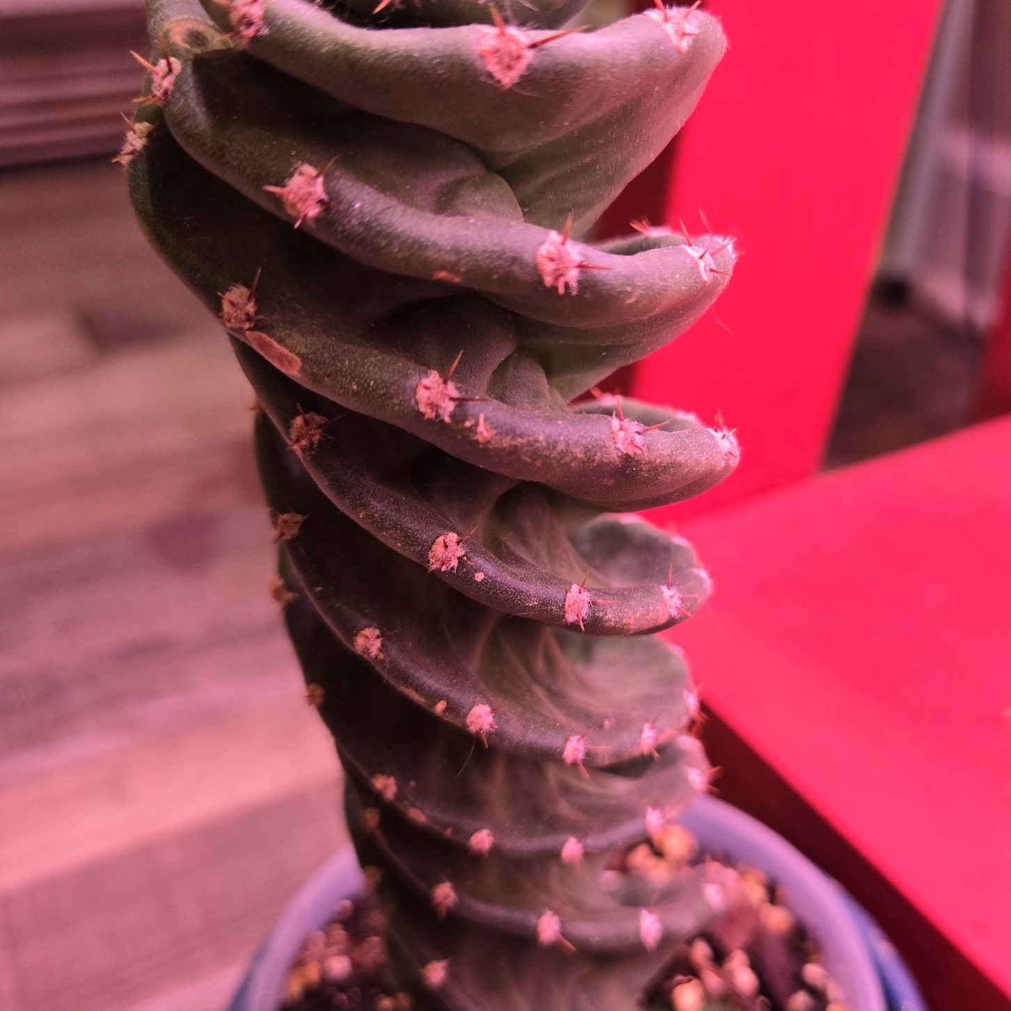 Photo of the plant species Spiral Cactus by @QuietCanadaplum named Spyro on Greg, the plant care app
