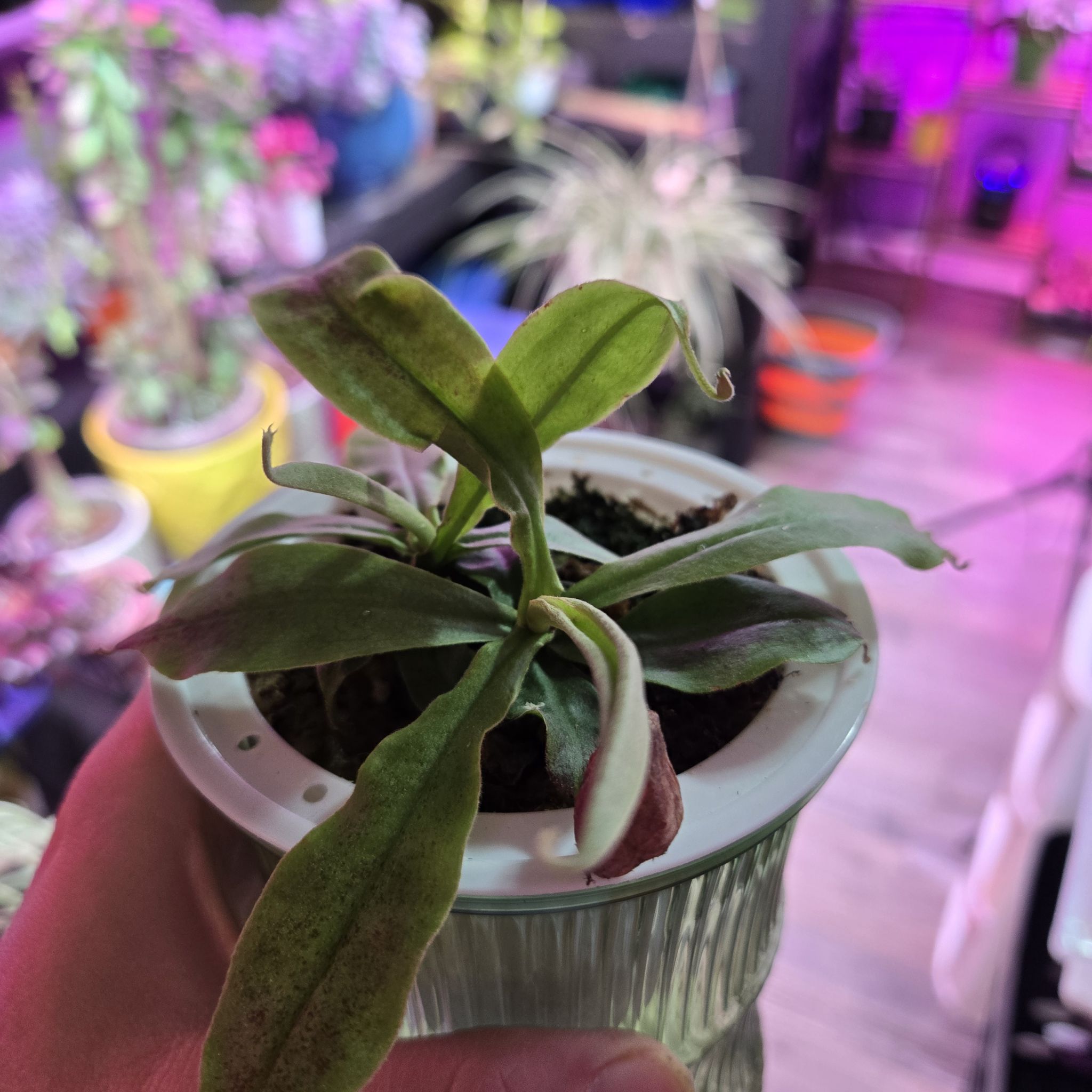 Photo of the plant species Nepenthes mirabilis 'Winged' x Nepenthes ampullaria 'Black Miracle' by @QuietCanadaplum named Black Miracle on Greg, the plant care app