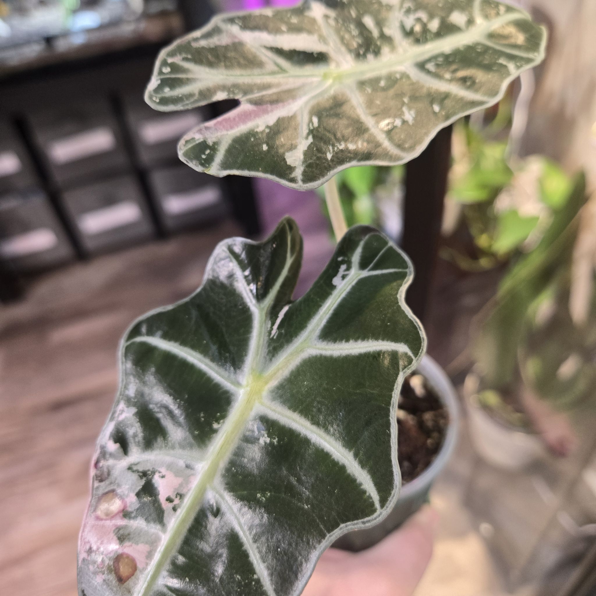 Photo of the plant species Alocasia Amazonica Pink Polly by @QuietCanadaplum named Wonder Woman on Greg, the plant care app