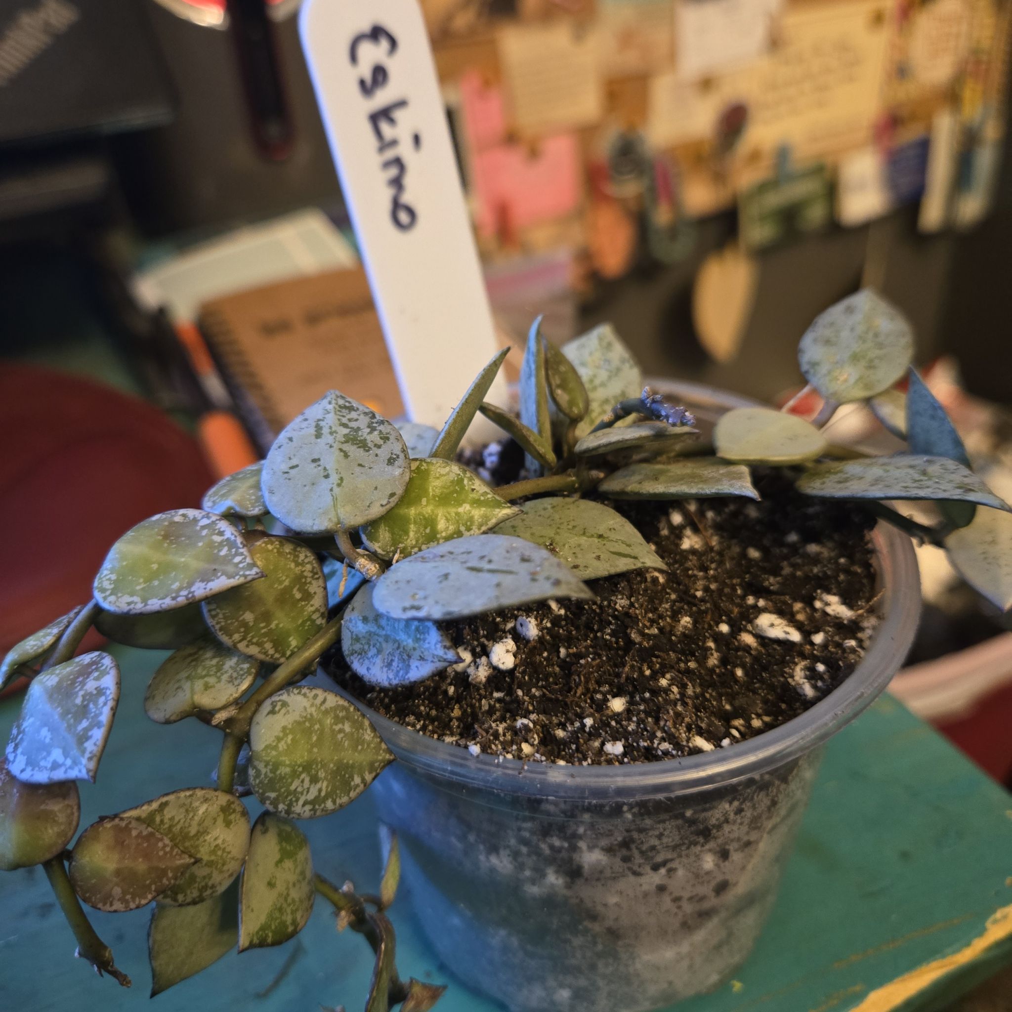 Photo of the plant species Hoya 'Eskimo' by @QuietCanadaplum named Eskimo on Greg, the plant care app
