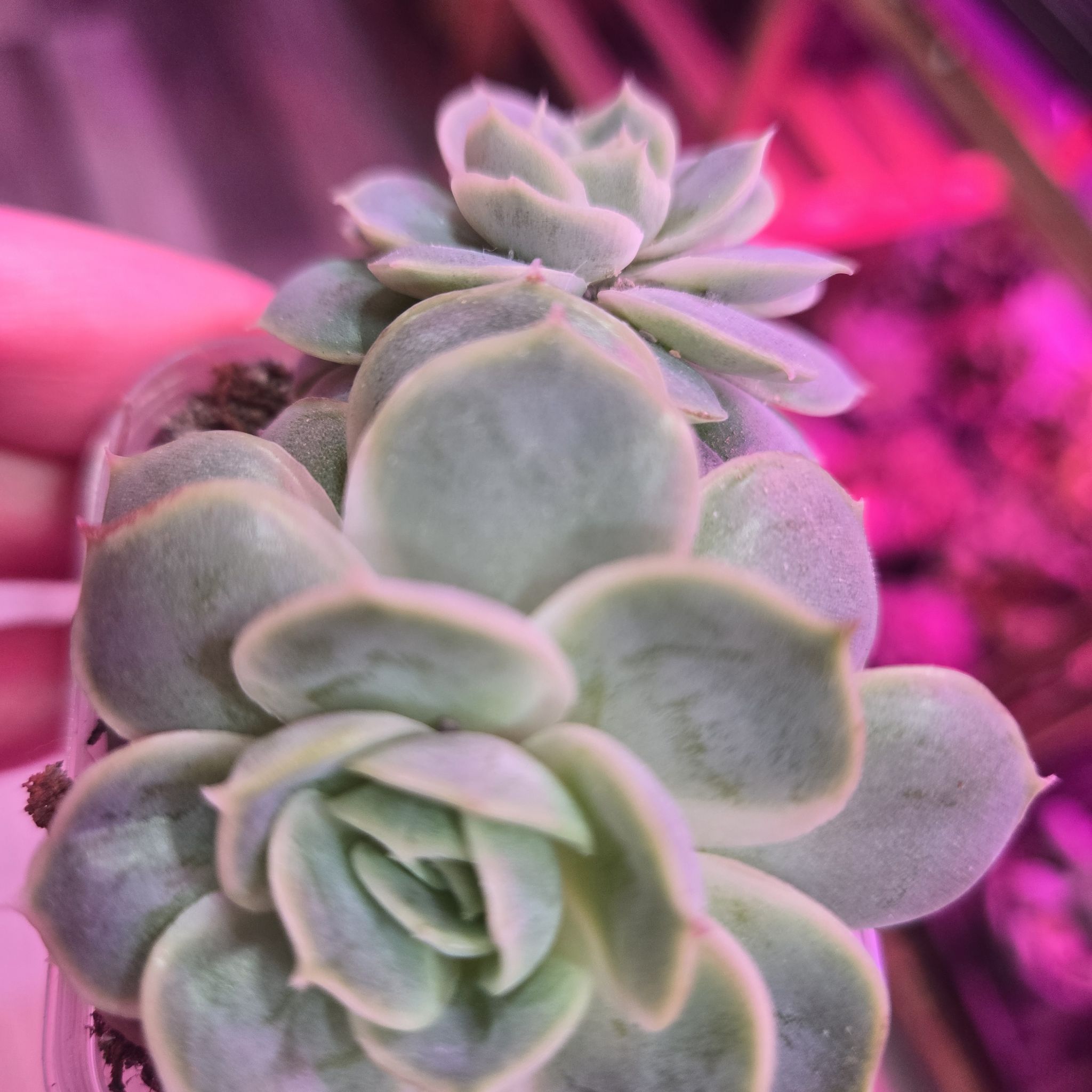 Photo of the plant species Korean Echeveria 'Blossoming Special' by @QuietCanadaplum named Loxley on Greg, the plant care app