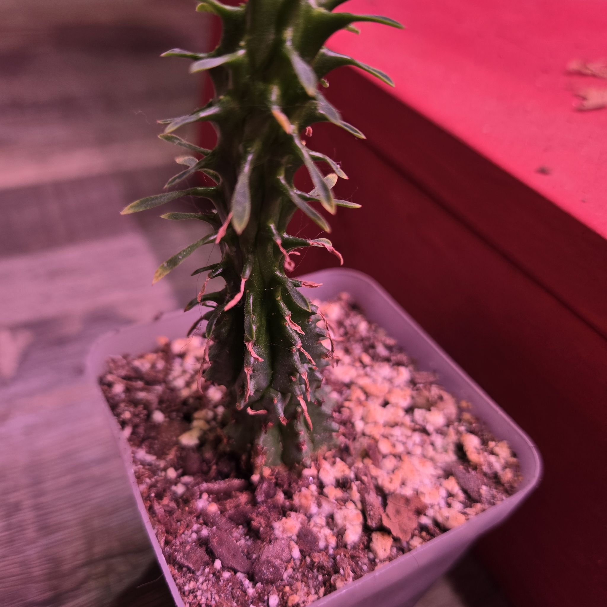 Photo of the plant species Twisted Euphorbia by @QuietCanadaplum named Sideshow Bob on Greg, the plant care app