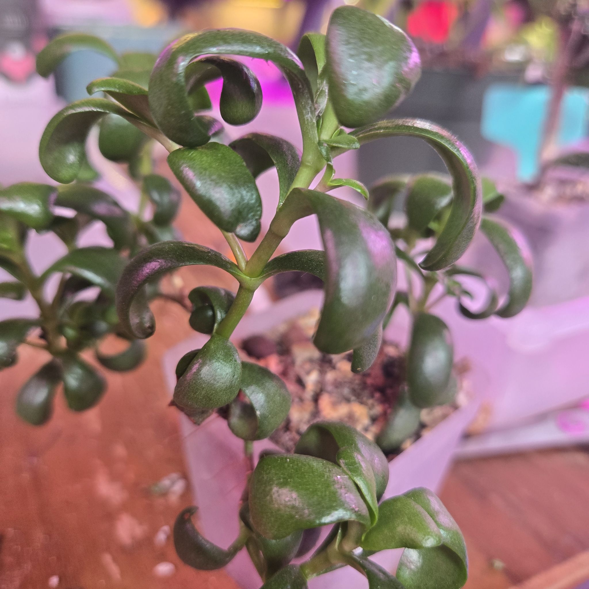 Photo of the plant species curly jade by @QuietCanadaplum named Ripple on Greg, the plant care app