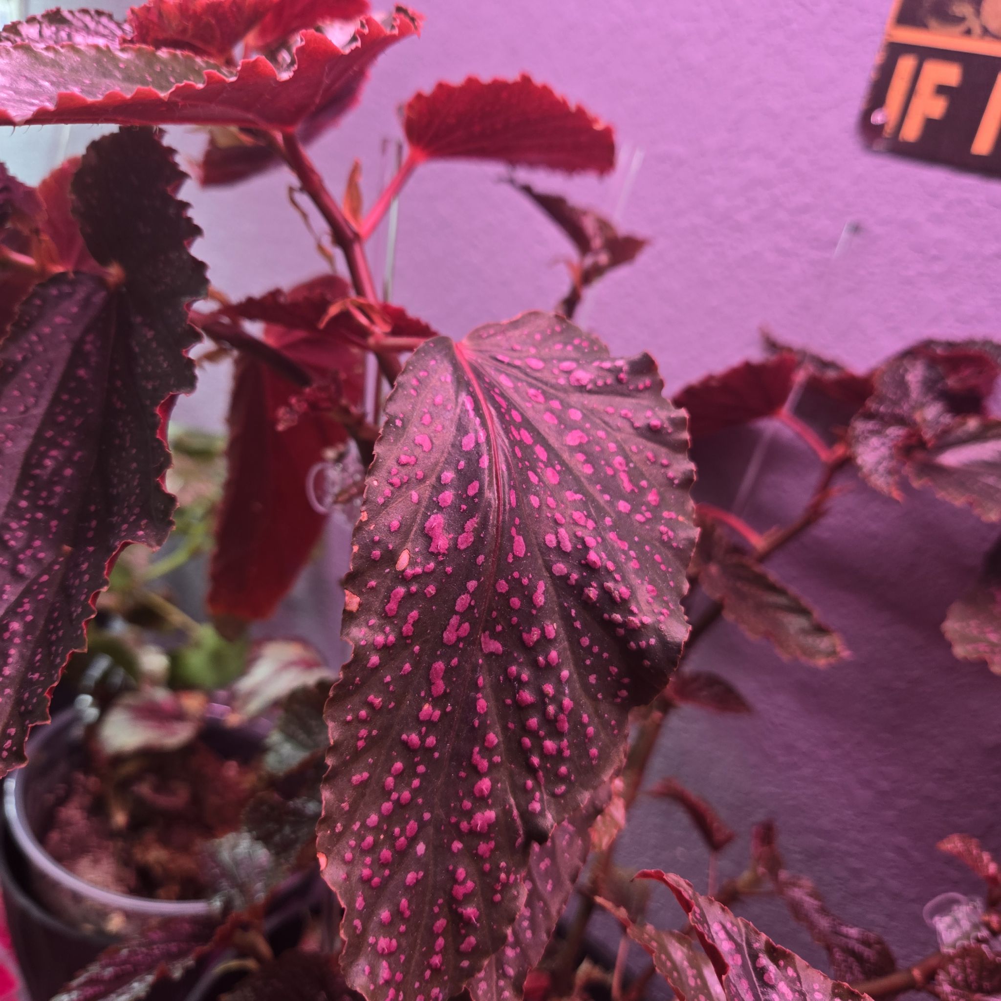 Photo of the plant species Cane Begonia by @QuietCanadaplum named Beningo on Greg, the plant care app
