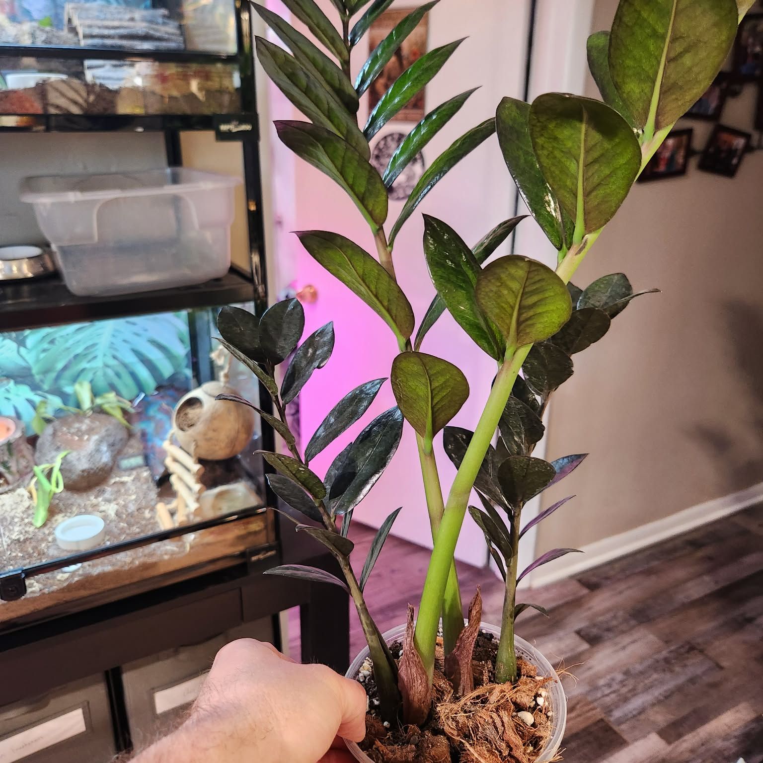 Photo of the plant species Nova Star ZZ Plant by @QuietCanadaplum named Nova on Greg, the plant care app