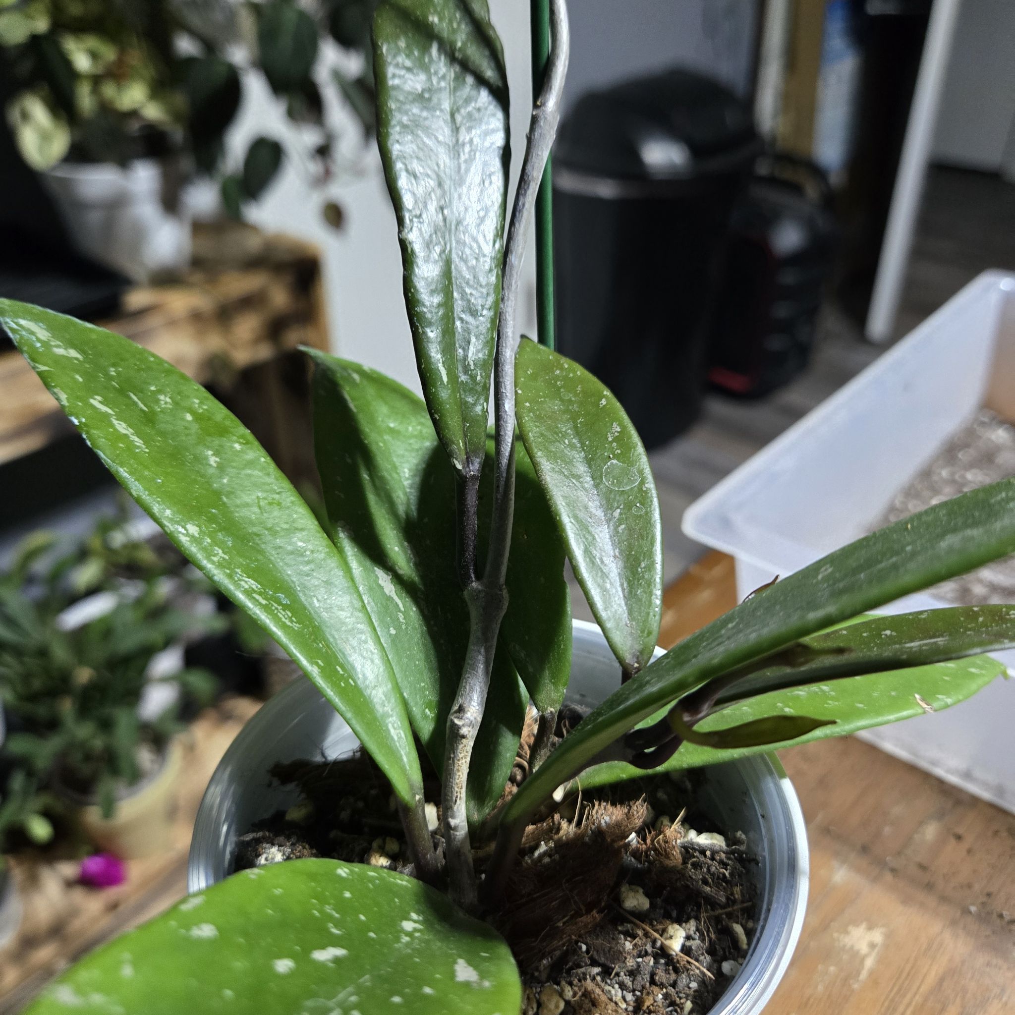 Photo of the plant species Hoya publicalyx 'Royal Hawaiian Purple' by @QuietCanadaplum named Lilo on Greg, the plant care app