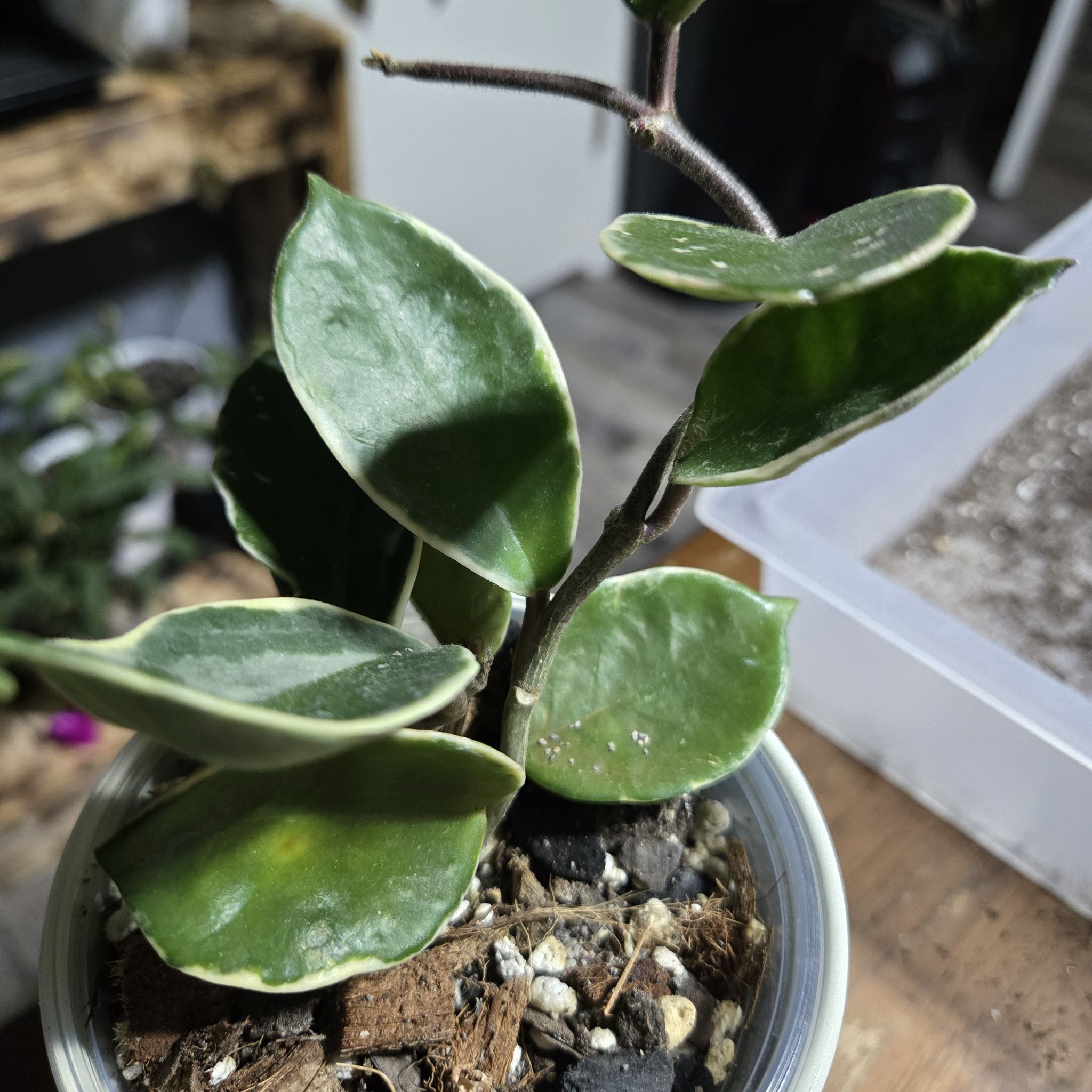 Photo of the plant species Flamingo Hoya by @QuietCanadaplum named Flamazing on Greg, the plant care app