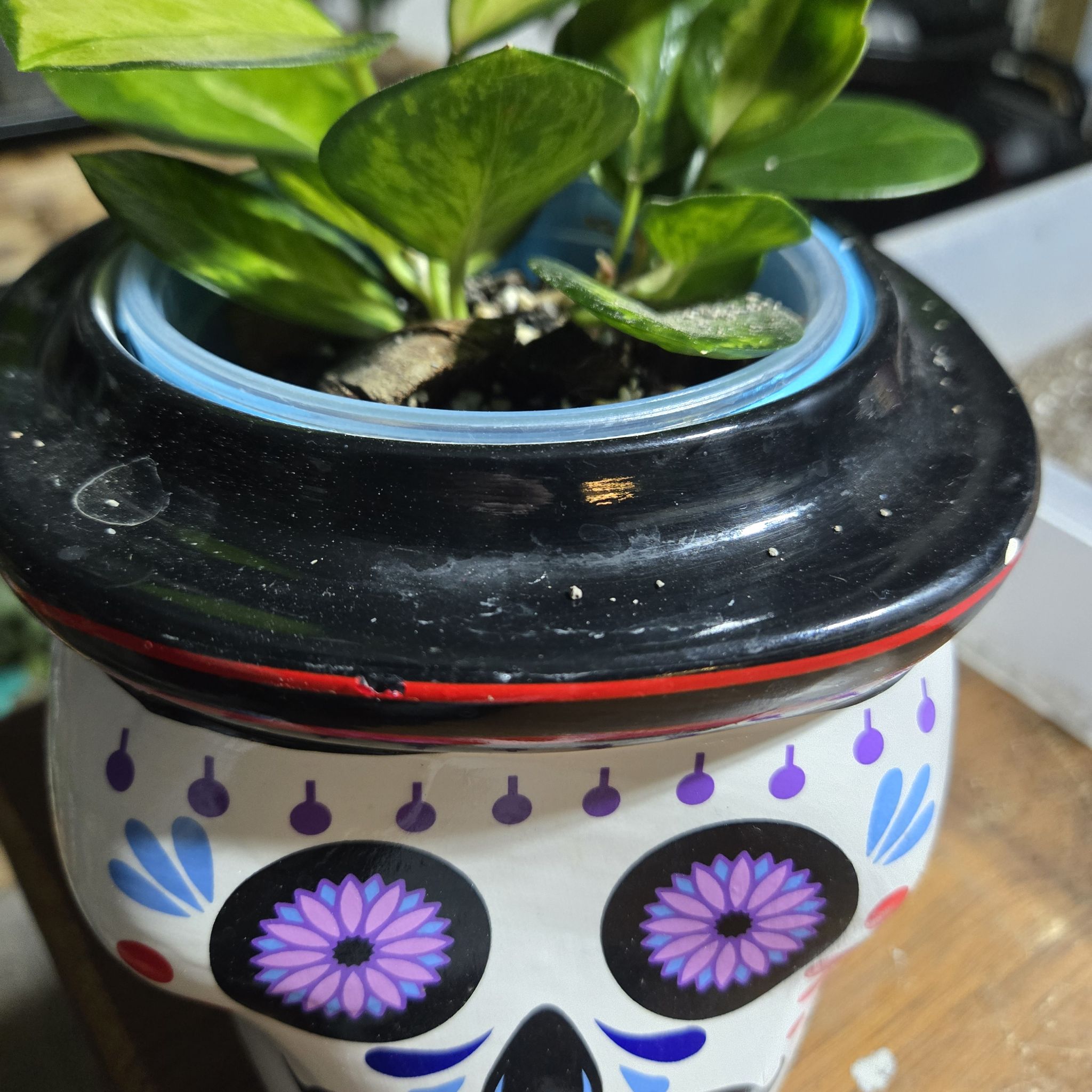 Photo of the plant species Hoya by @QuietCanadaplum named Lisa on Greg, the plant care app
