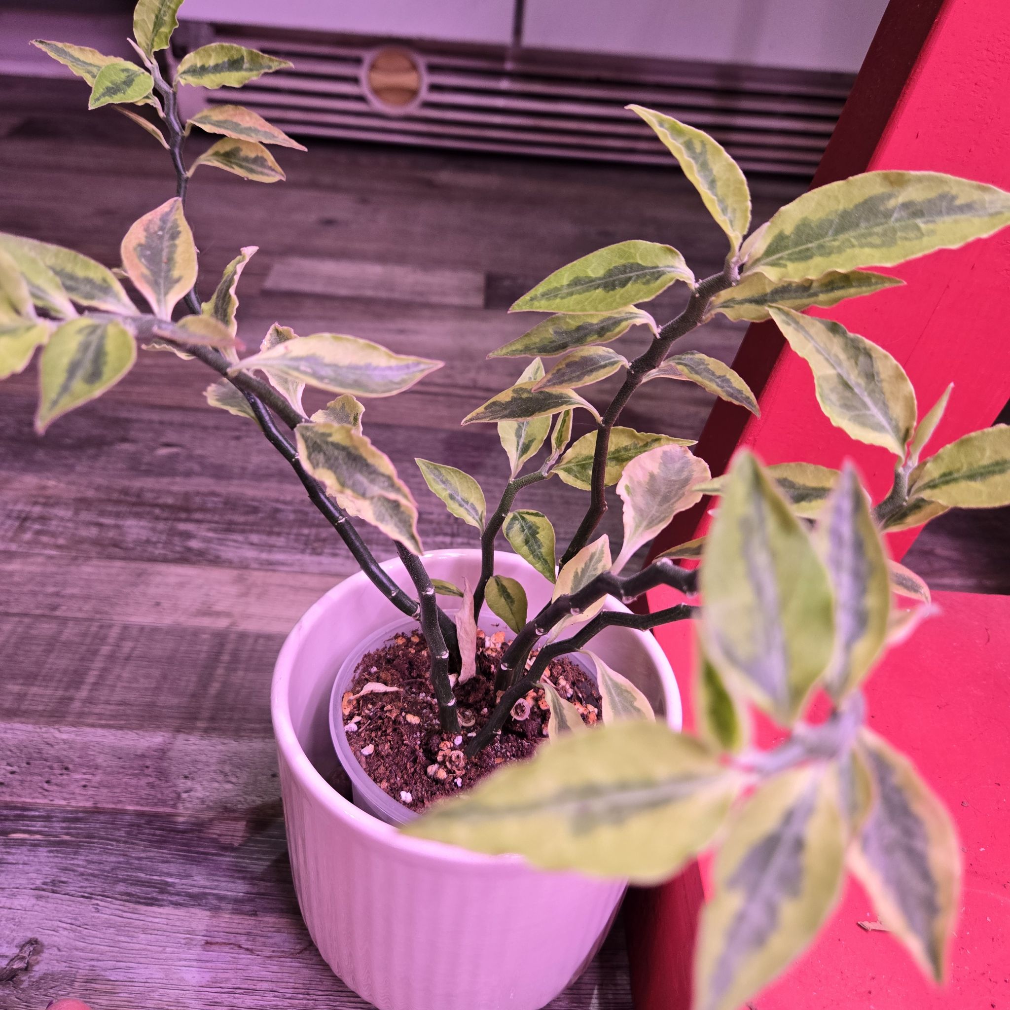 Photo of the plant species devil's backbone by @QuietCanadaplum named Charlie on Greg, the plant care app