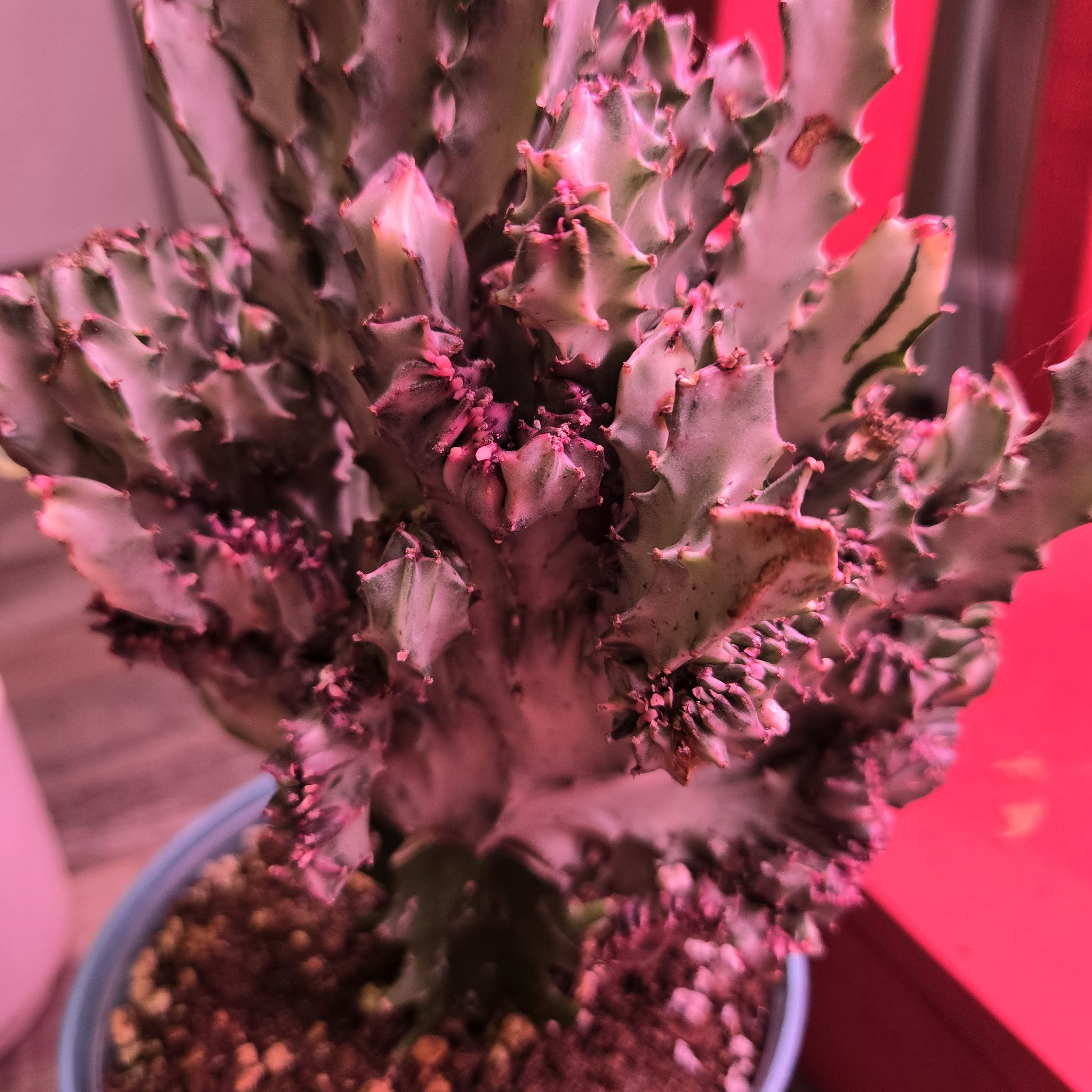Photo of the plant species Euphorbia cristata by @QuietCanadaplum named Rubra on Greg, the plant care app