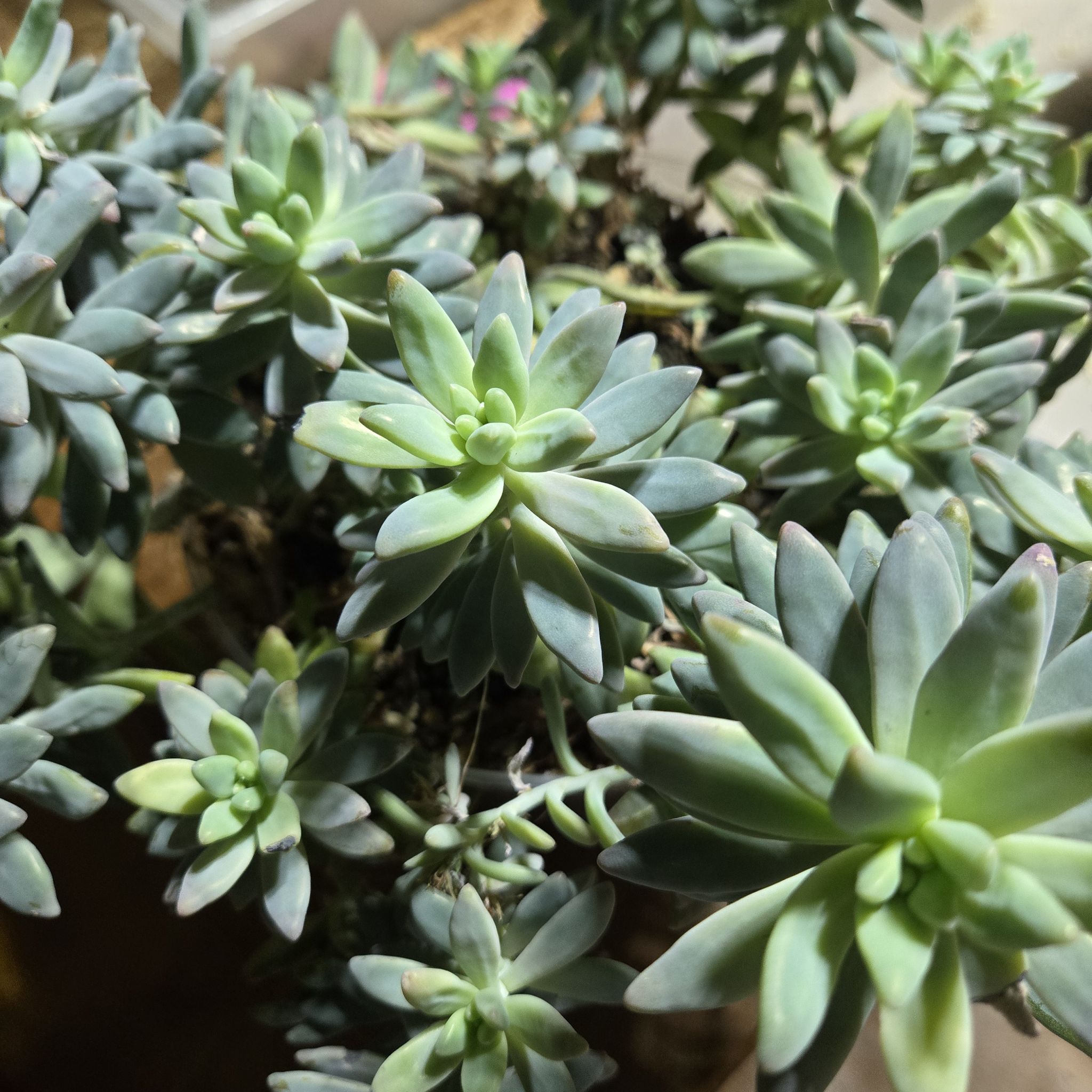 Photo of the plant species Graptosedum 'Francesco Baldi' by @QuietCanadaplum named Francesco Baldi on Greg, the plant care app