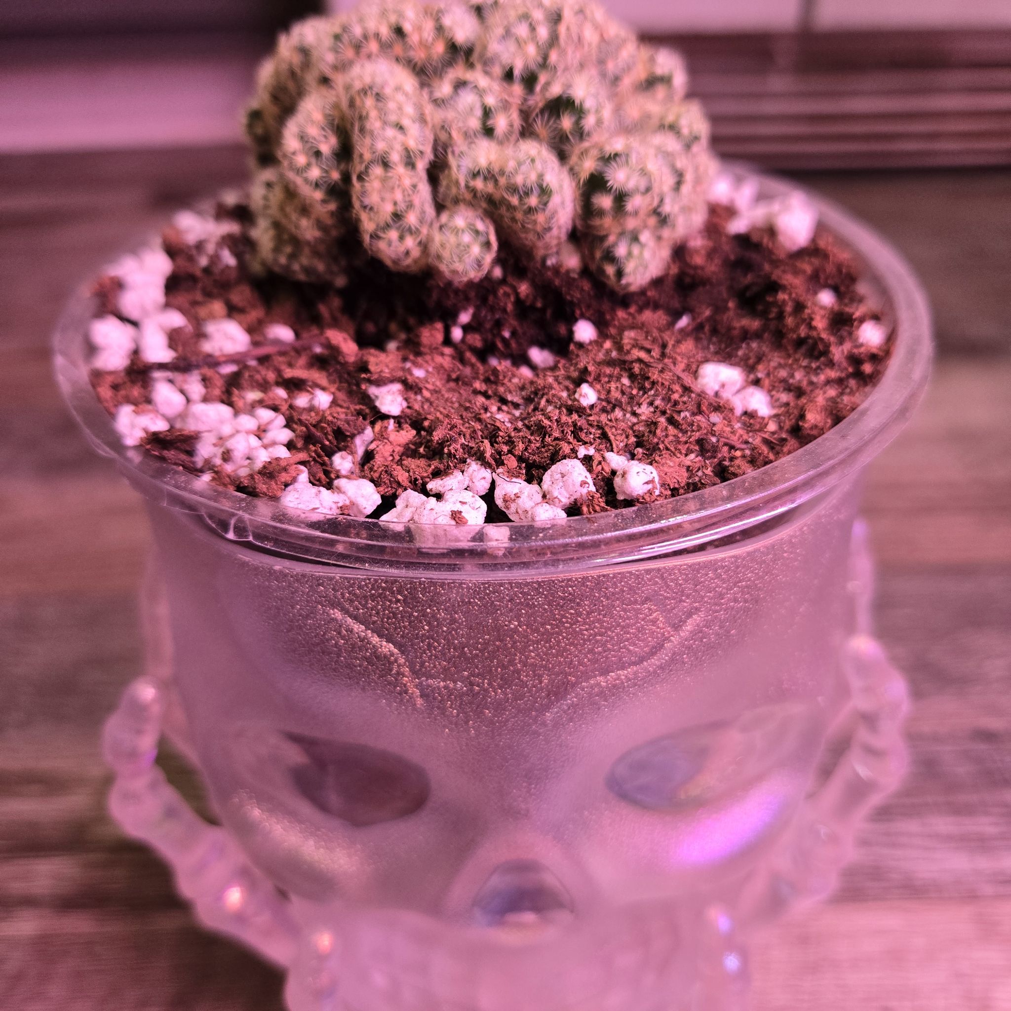 Photo of the plant species Brain Cactus by @QuietCanadaplum named Brian on Greg, the plant care app