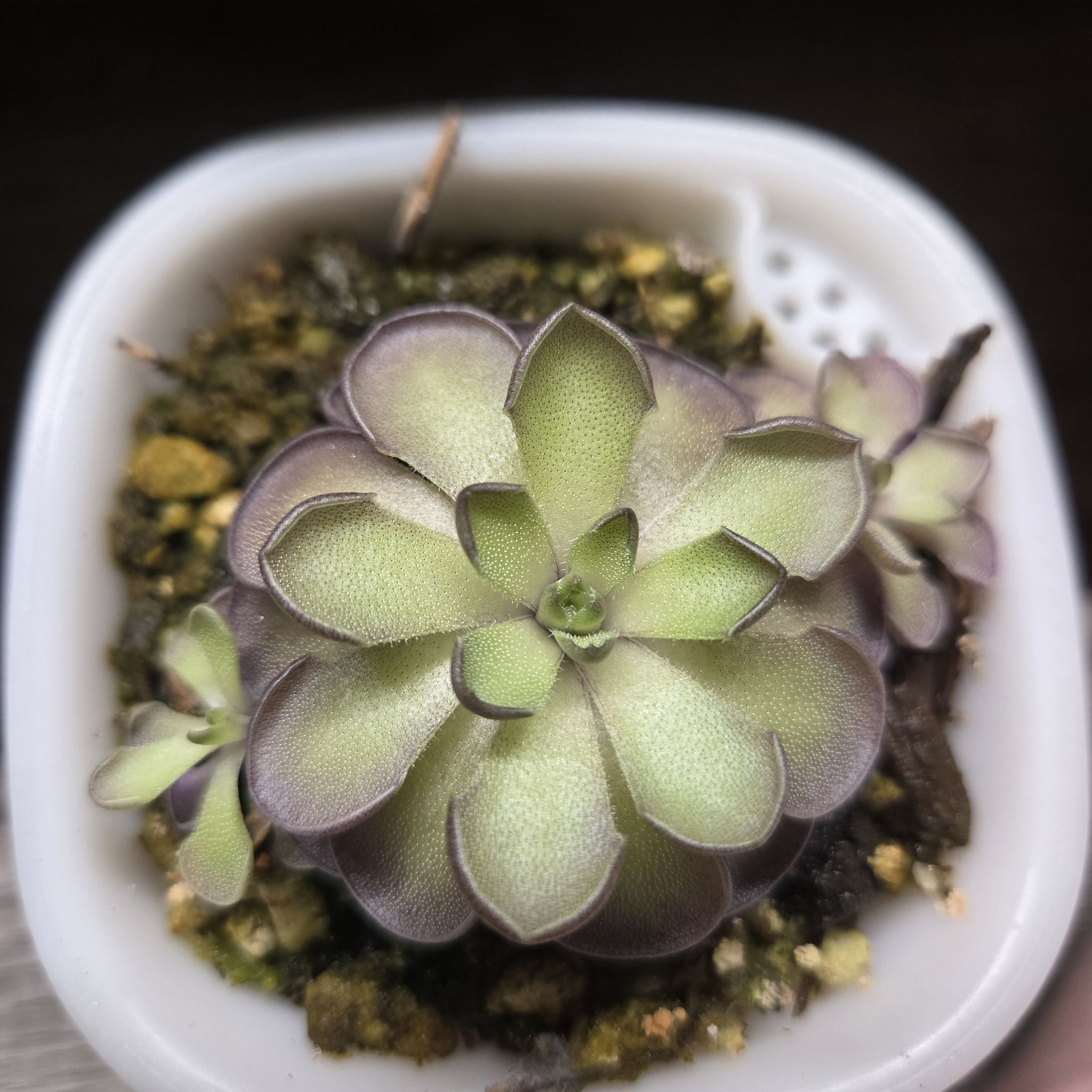 Photo of the plant species Pinguicula cyclosecta by @QuietCanadaplum named Barney on Greg, the plant care app