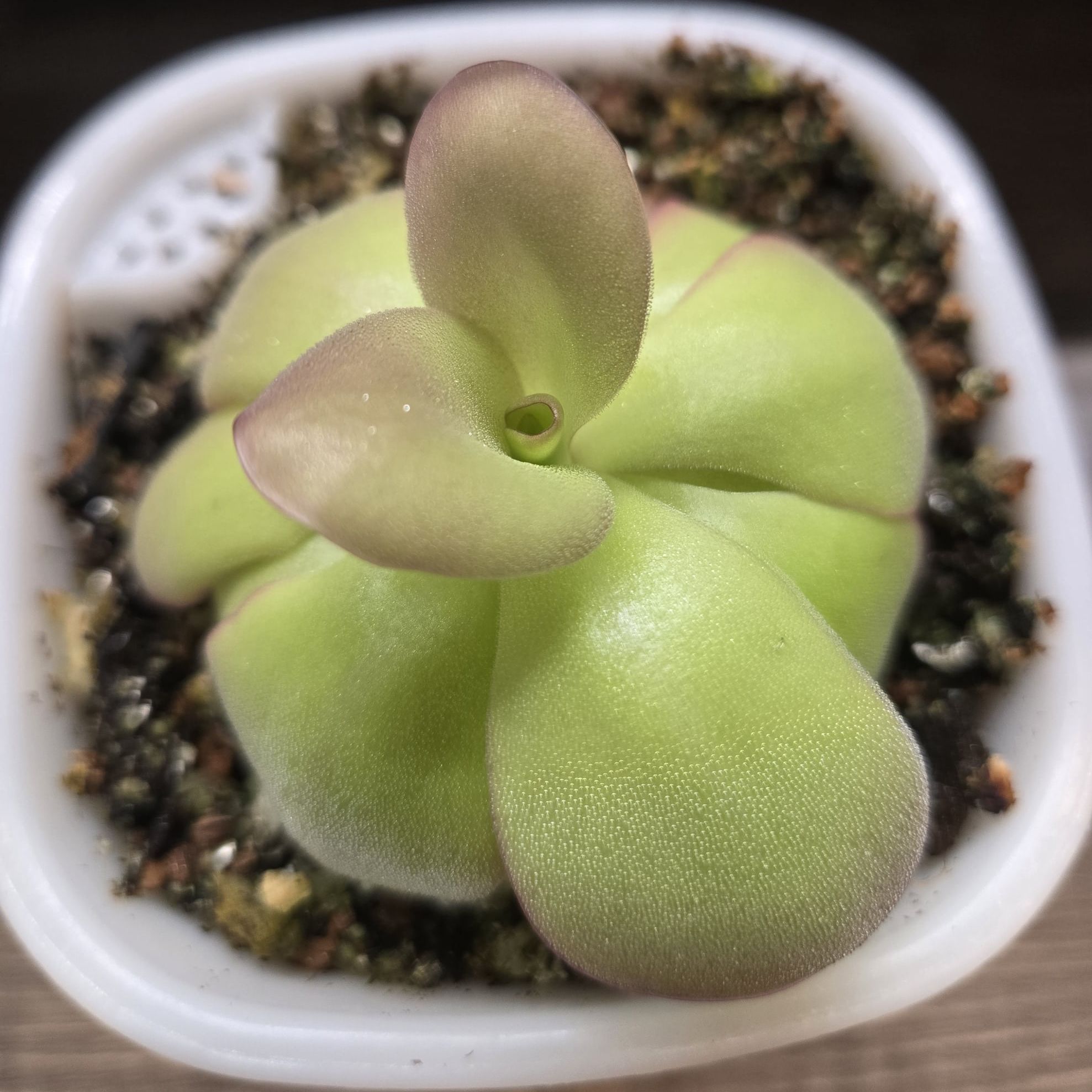 Photo of the plant species Pinguicula 'Hanka' by @QuietCanadaplum named Hanka on Greg, the plant care app