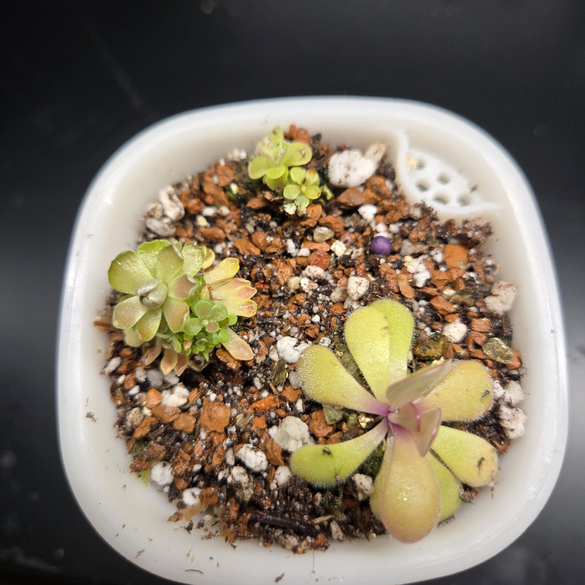 Photo of the plant species pingucula by @QuietCanadaplum named Cerberus on Greg, the plant care app