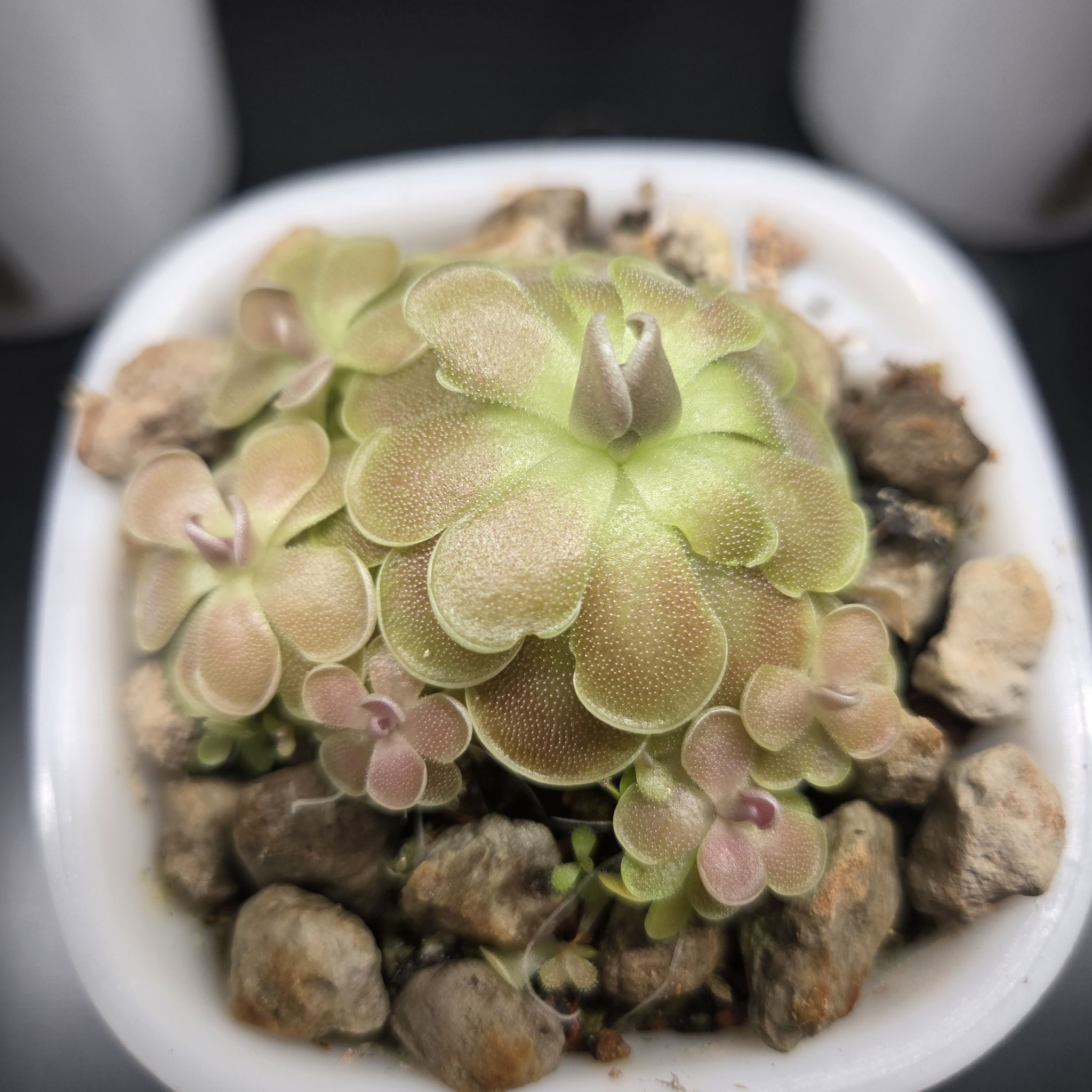 Photo of the plant species pingucula by @QuietCanadaplum named Cerberus on Greg, the plant care app