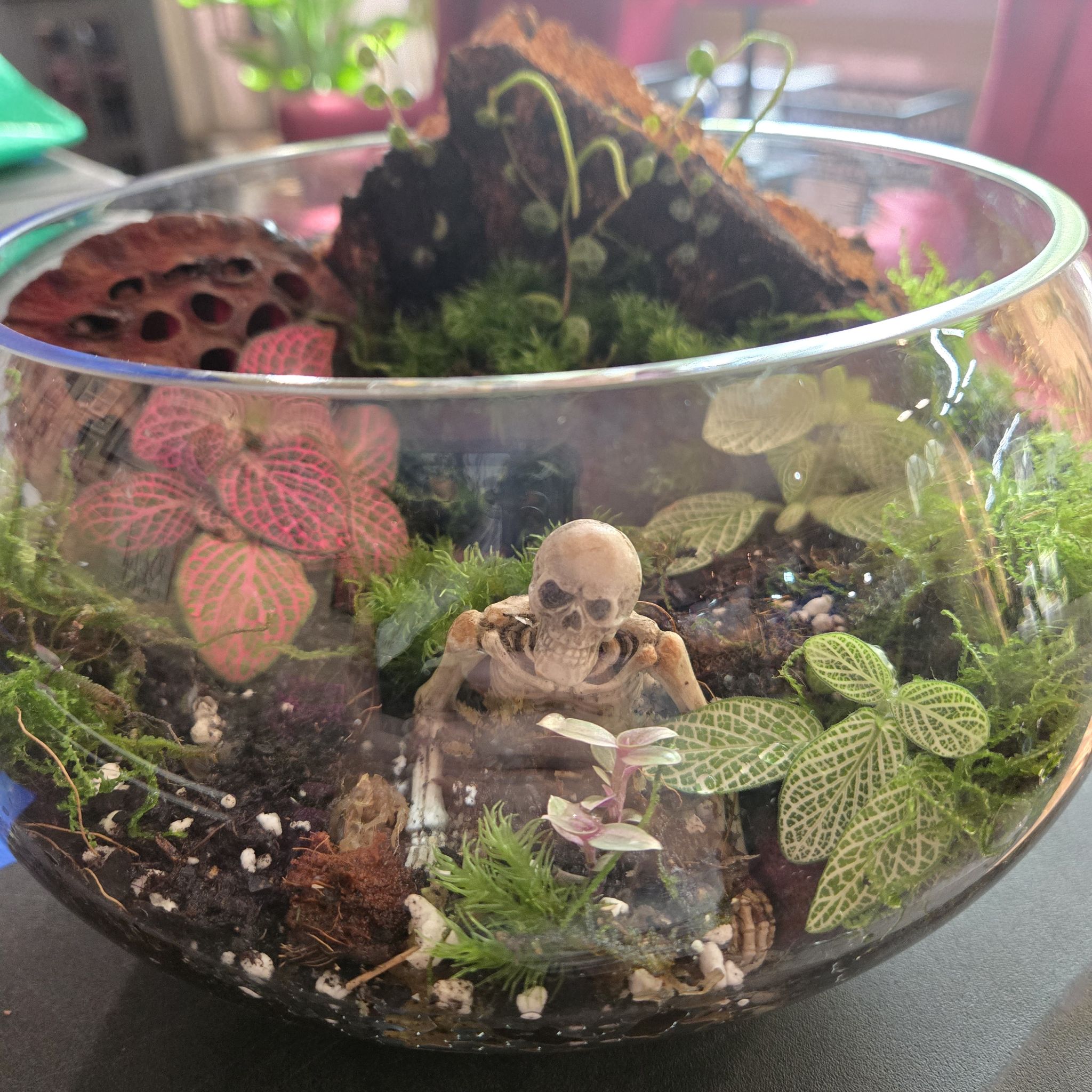 Photo of the plant species Terrarium by @QuietCanadaplum named Bones on Greg, the plant care app