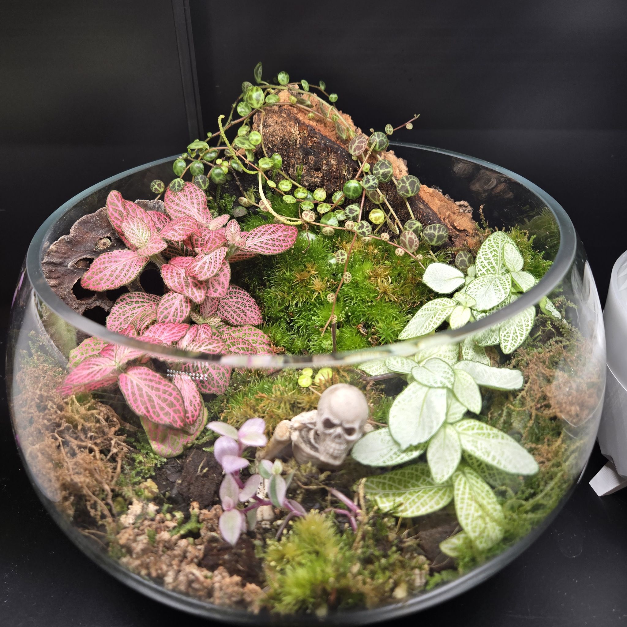 Photo of the plant species Terrarium by @QuietCanadaplum named Bones on Greg, the plant care app