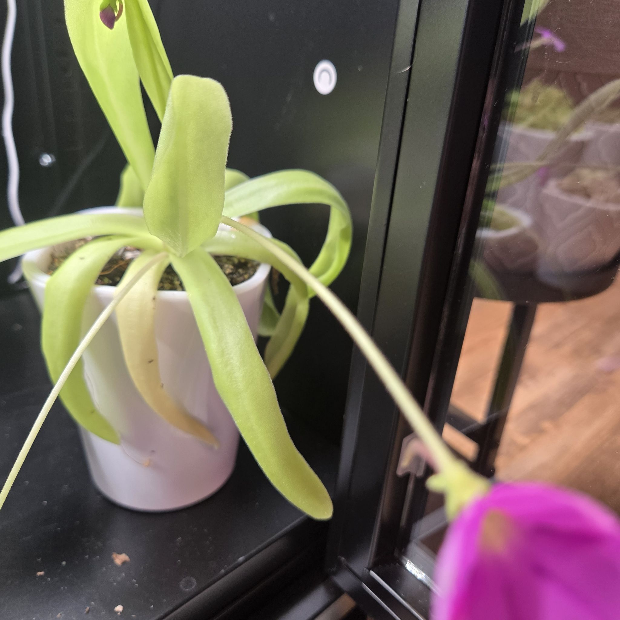 Photo of the plant species Butterwort, Mexican Cultivars by @QuietCanadaplum named Aphrodite on Greg, the plant care app