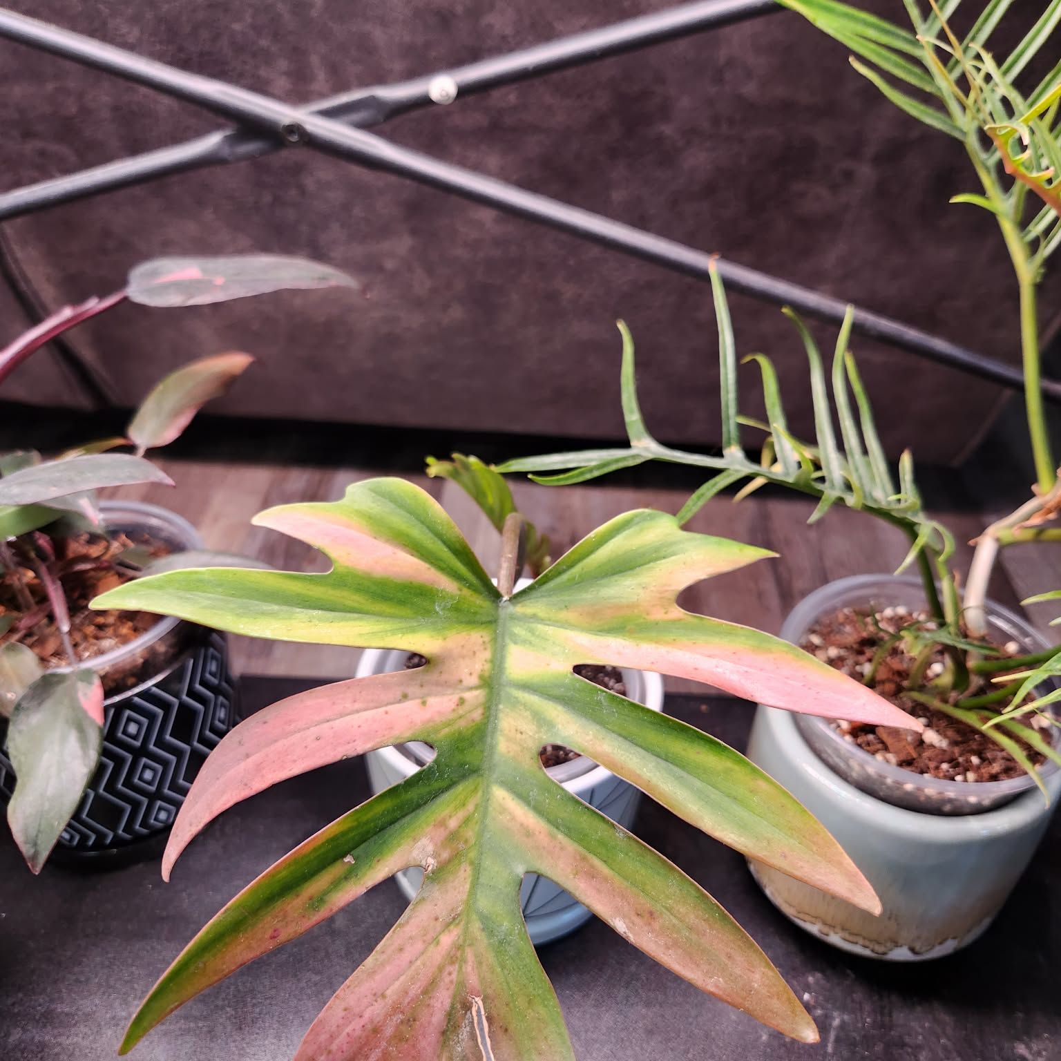 Photo of the plant species Philodendron mayoi by @QuietCanadaplum named Bruce Lee on Greg, the plant care app