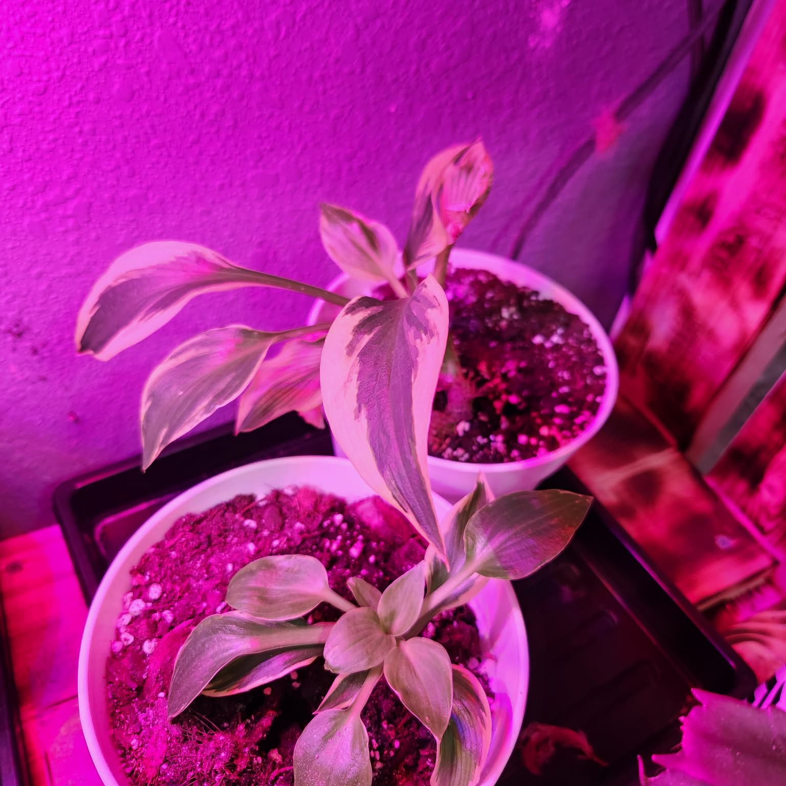 Photo of the plant species Blue Hosta by @QuietCanadaplum named Hostage on Greg, the plant care app