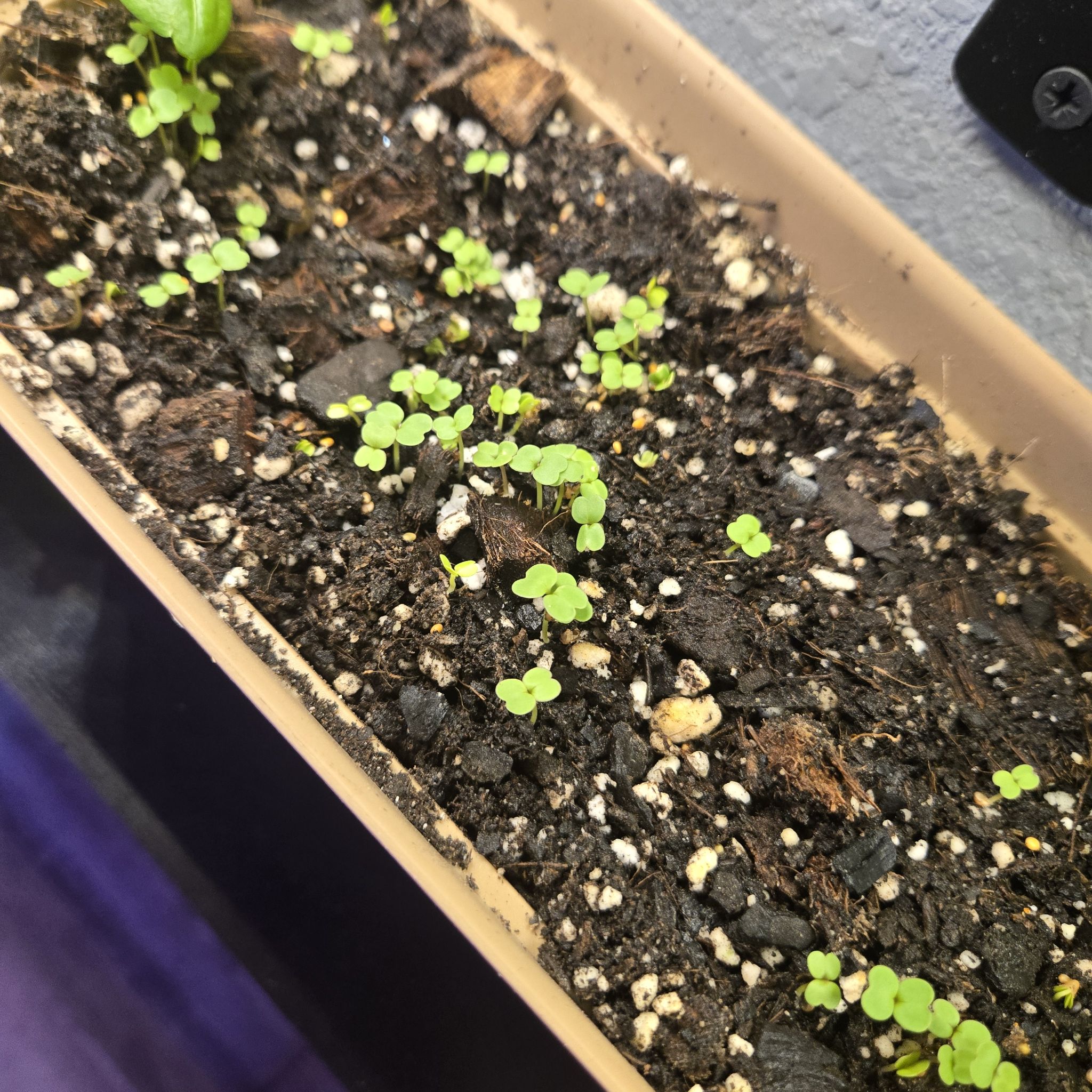 Photo of the plant species arugula by @QuietCanadaplum named Sativa on Greg, the plant care app