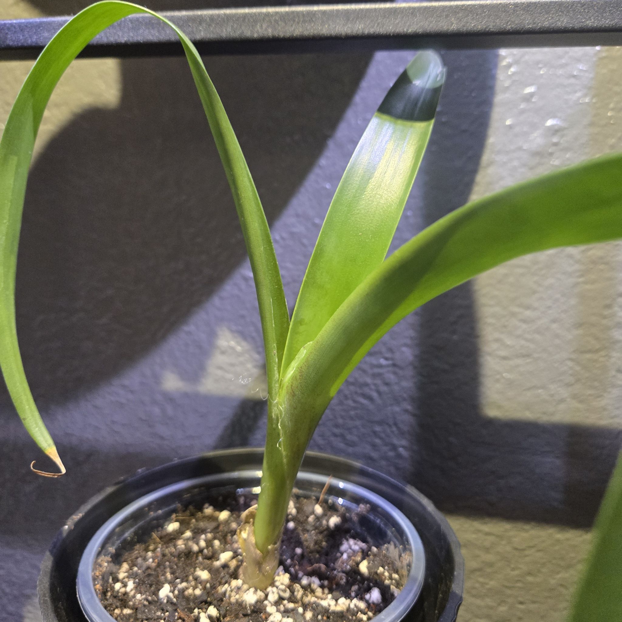 Photo of the plant species Assorted Bromeliad by @QuietCanadaplum named Julietta on Greg, the plant care app