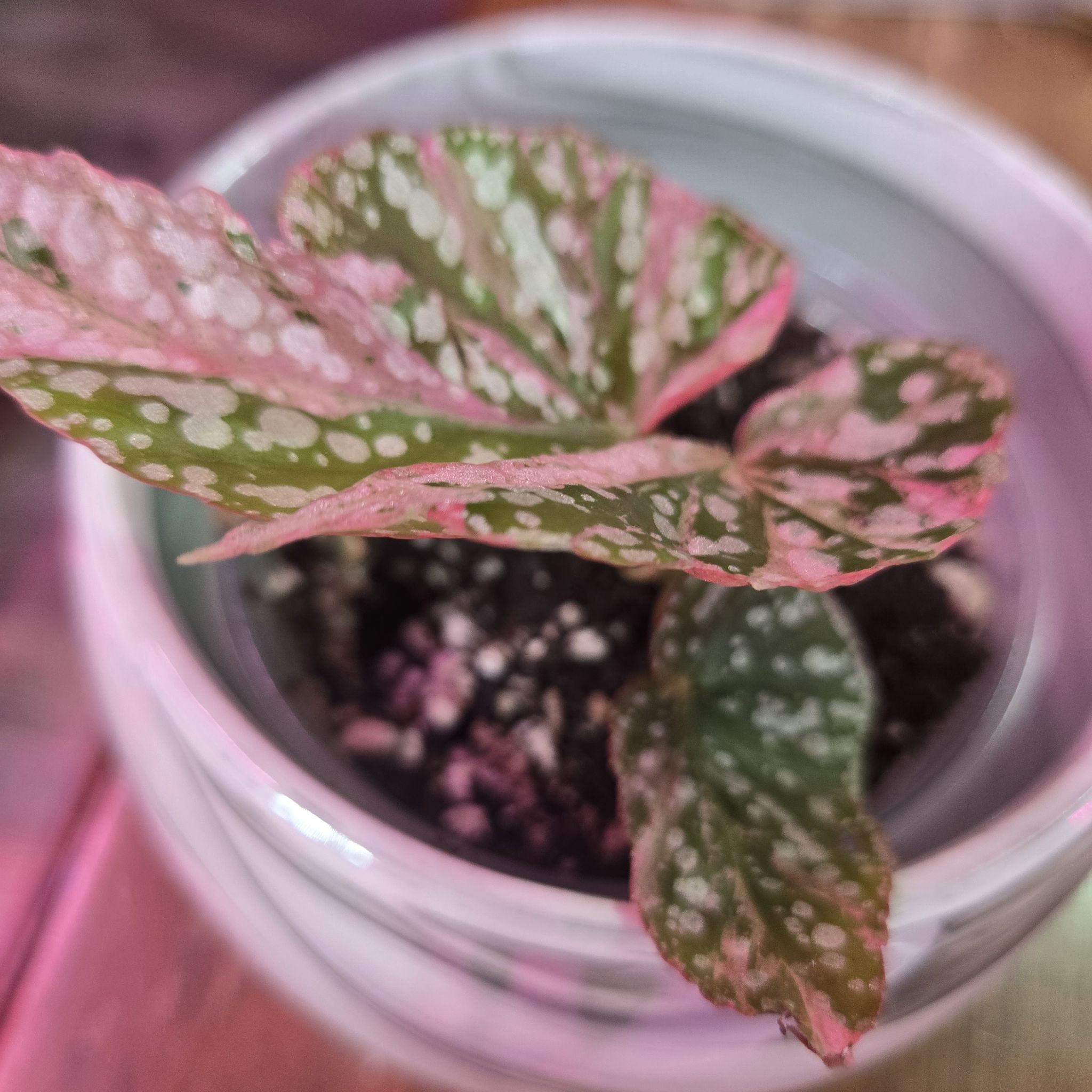 Photo of the plant species Begonia rex-cultorum 'Snow Capped' by @QuietCanadaplum named Snow White on Greg, the plant care app
