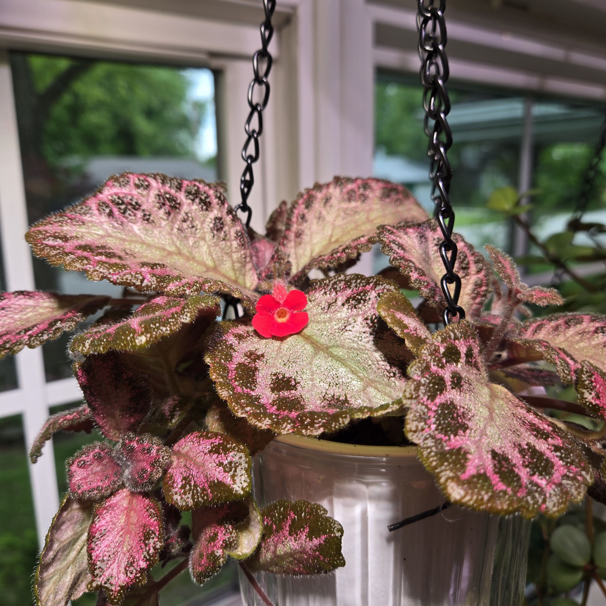 Photo of the plant species Acajou by @QuietCanadaplum named Acajou on Greg, the plant care app