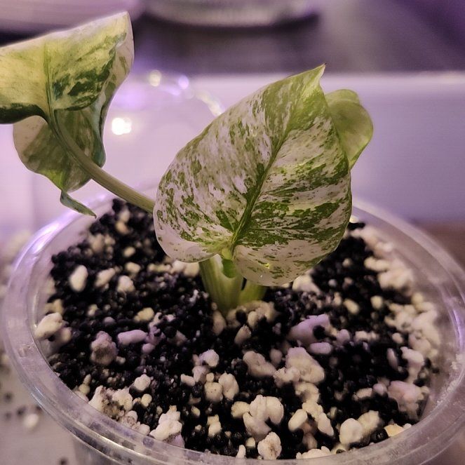 Photo of the plant species Monstera by @QuietCanadaplum named Bumble on Greg, the plant care app