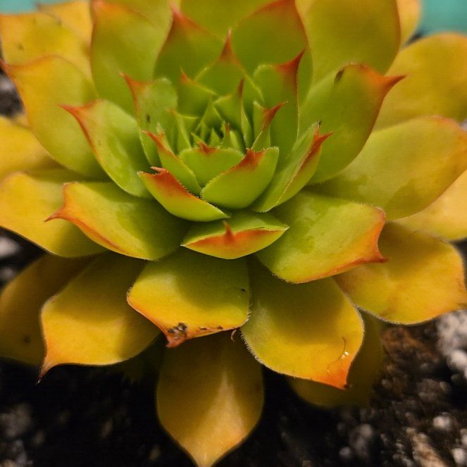 Photo of the plant species Gold Nugget by @QuietCanadaplum named Gold Nugget on Greg, the plant care app