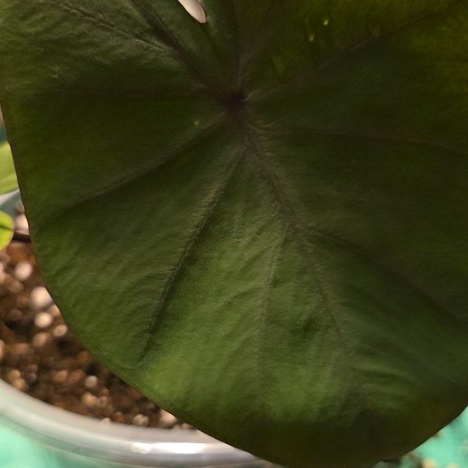 Photo of the plant species Waikiki by @QuietCanadaplum named Waikiki on Greg, the plant care app