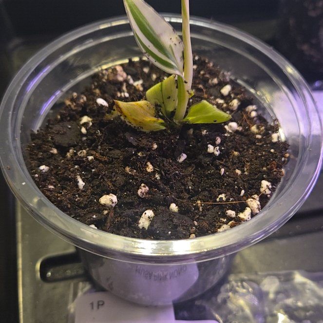 Photo of the plant species Pink Variegated Banana by @QuietCanadaplum named Musa Nono on Greg, the plant care app
