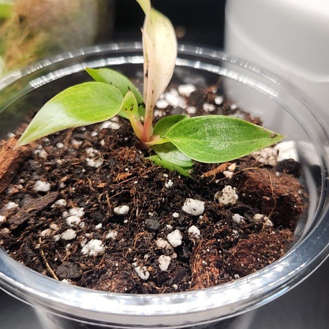 Photo of the plant species Caramel Marble Philodendron by @QuietCanadaplum named Rachel on Greg, the plant care app