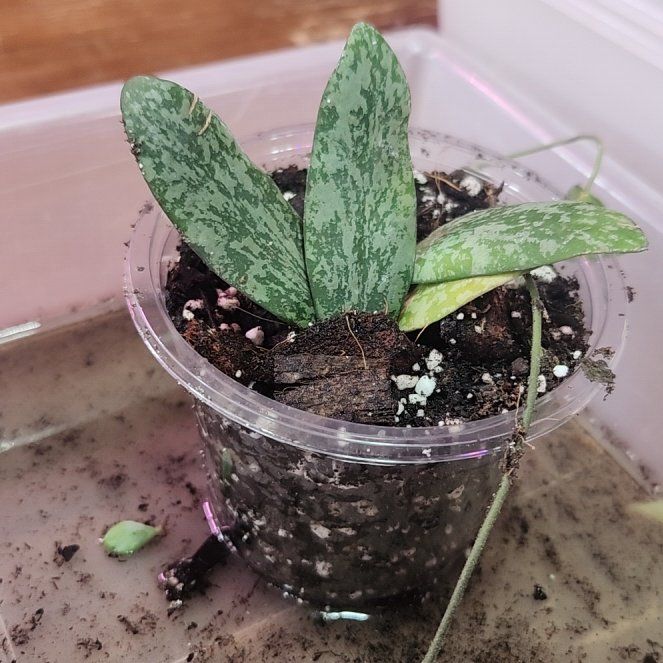 Photo of the plant species hoya sigillatis by @QuietCanadaplum named Splash on Greg, the plant care app
