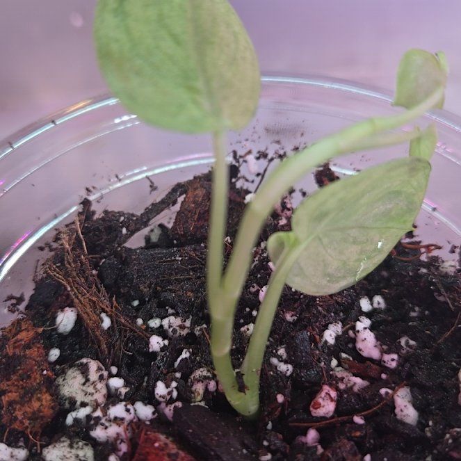 Photo of the plant species Scindapsus variegated by @QuietCanadaplum named Einstein on Greg, the plant care app