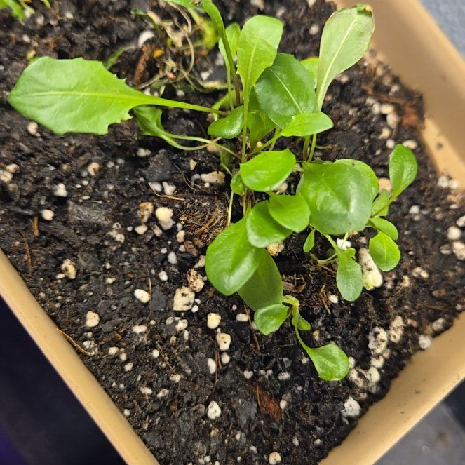 Photo of the plant species Dandelion by @QuietCanadaplum named Dandy on Greg, the plant care app