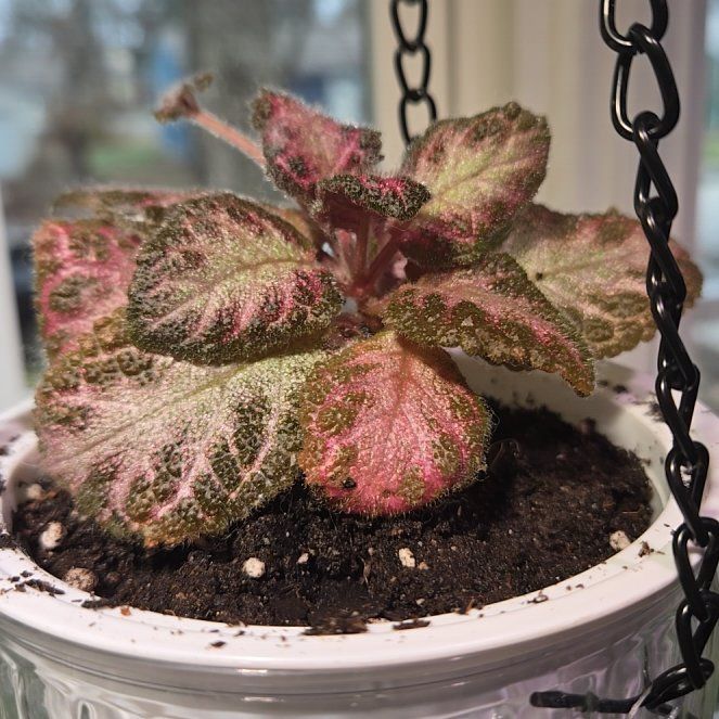 Photo of the plant species Acajou by @QuietCanadaplum named Acajou on Greg, the plant care app