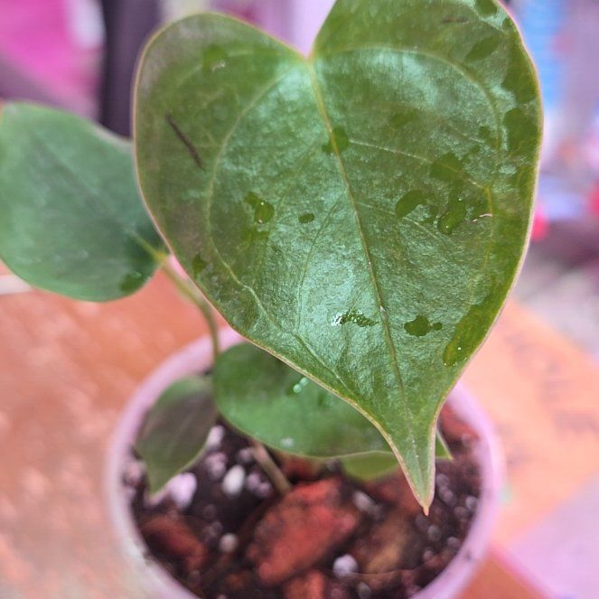 Photo of the plant species Anthurium White Heart by @QuietCanadaplum named White Heart on Greg, the plant care app