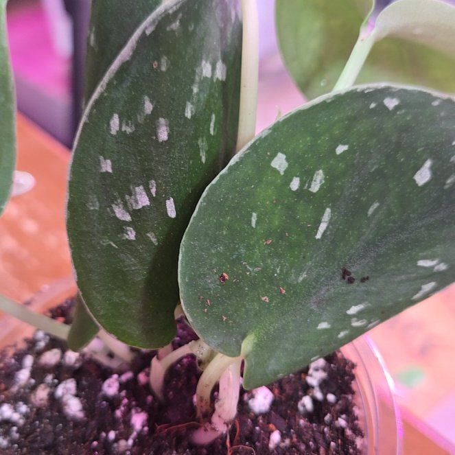 Photo of the plant species Scindapsus 'Silvery Anne' by @QuietCanadaplum named Silvery Anne on Greg, the plant care app