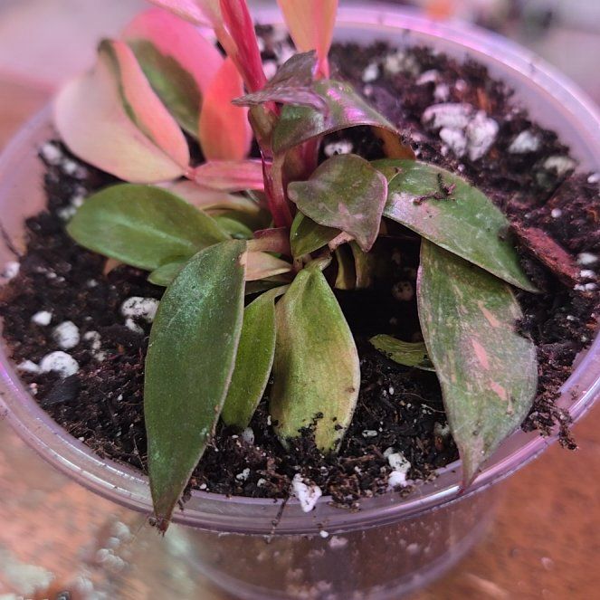 Photo of the plant species Philodendron 'Orange Princess' by @QuietCanadaplum named Creamsicle on Greg, the plant care app