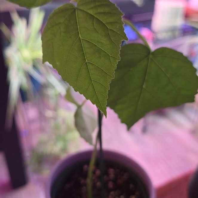 Photo of the plant species Weeping Begonia by @QuietCanadaplum named Weeper on Greg, the plant care app