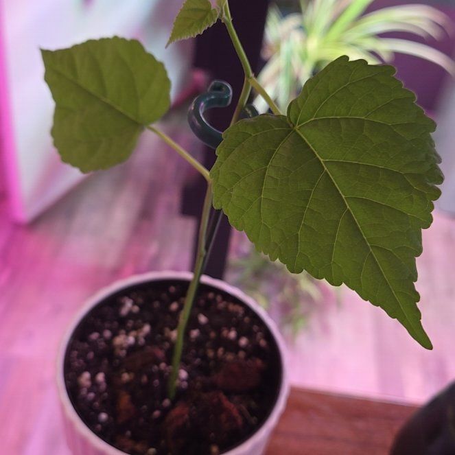 Photo of the plant species Weeping Begonia by @QuietCanadaplum named Cynthia on Greg, the plant care app