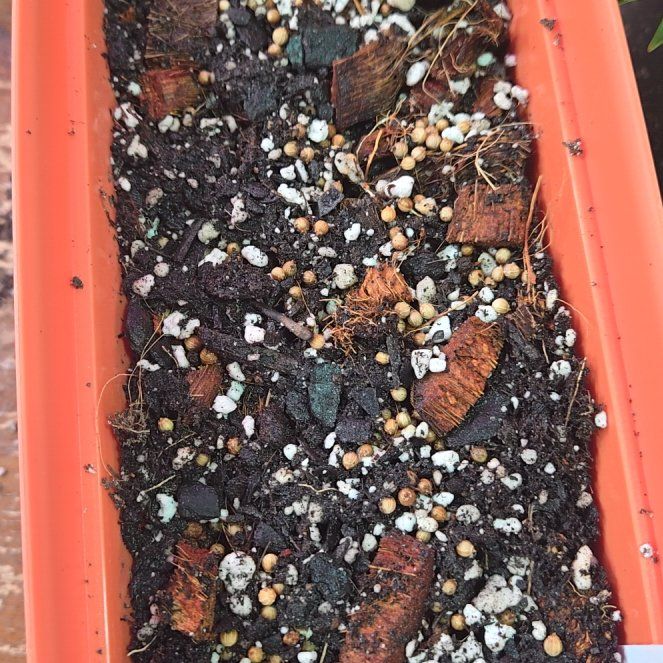 Photo of the plant species Peppermint by @QuietCanadaplum named Pepper on Greg, the plant care app