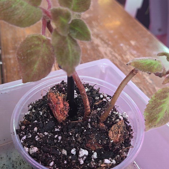 Photo of the plant species Flame Violet by @QuietCanadaplum named Flame on Greg, the plant care app