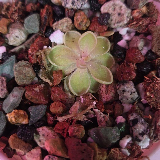 Photo of the plant species Pinguicula emarginata by @QuietCanadaplum named Jaumavensis on Greg, the plant care app