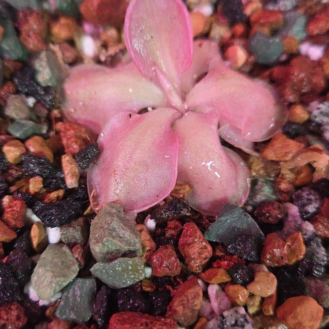 Photo of the plant species Common Butterwort by @QuietCanadaplum named Lautner on Greg, the plant care app