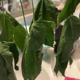 Plant care for Flowering Maple on Greg, the plant care app