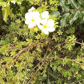 Photo of the plant species Meadow Saxifrage by @ChicButterbush named Delilah on Greg, the plant care app