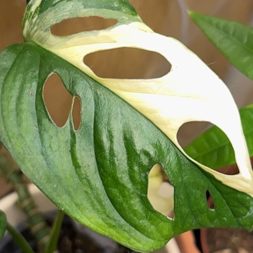 Photo of the plant species Variegated Monstera Adansonii 'Albo' by @FunBlackprince named Diana on Greg, the plant care app